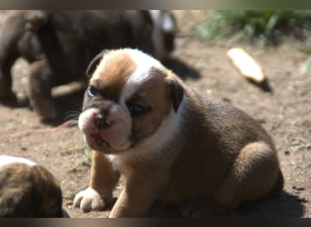 English Bulldog alternativ - Bulldogs vom Zwieseltal