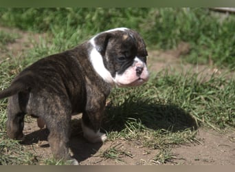 English Bulldog alternativ - Bulldogs vom Zwieseltal