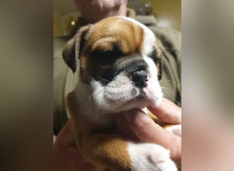 English Bulldog alternativ - Bulldogs vom Zwieseltal