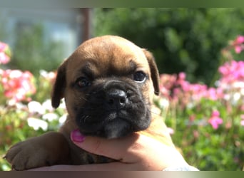 Continental Bulldog Welpen vom Zwieseltal