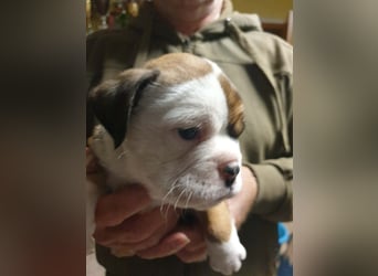 English Bulldog alternativ - Bulldogs vom Zwieseltal
