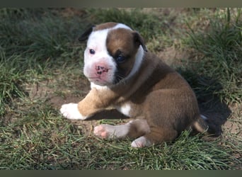 English Bulldog alternativ - Bulldogs vom Zwieseltal