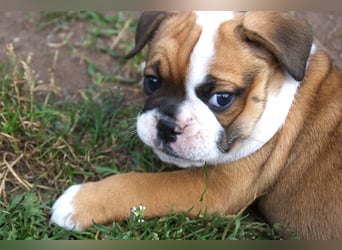 English Bulldog alternativ - Bulldogs vom Zwieseltal