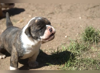 English Bulldog alternativ - Bulldogs vom Zwieseltal