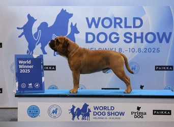 Continental Bulldog Welpen VDH/CBCD - The Loki Bull