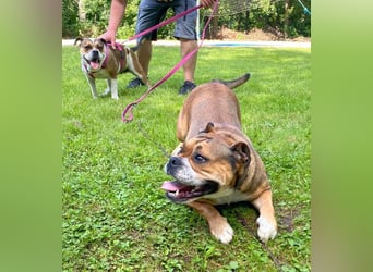 Continental Bulldog Welpen vom Zwieseltal