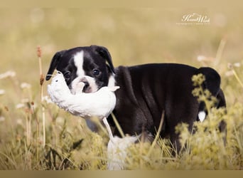 Continental Bulldog Welpen vom Zwieseltal
