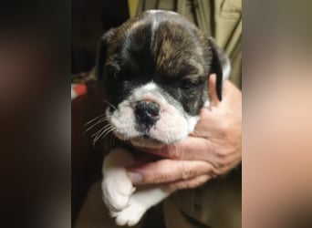 English Bulldog alternativ - Bulldogs vom Zwieseltal