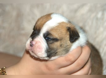 Bulldogs vom Zwieseltal