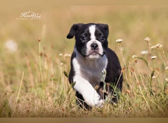 Continental Bulldog Welpen vom Zwieseltal