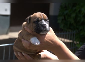 Continental Bulldog Welpen VDH/CBCD - The Loki Bull