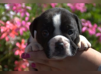 Continental Bulldog Welpen vom Zwieseltal