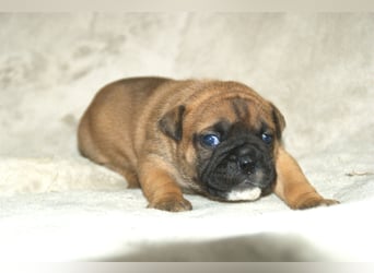 Continental Bulldog Welpen VDH/CBCD - The Loki Bull