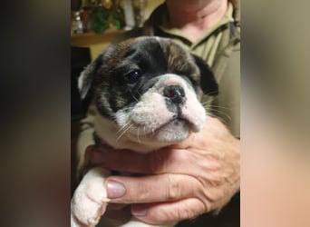English Bulldog alternativ - Bulldogs vom Zwieseltal