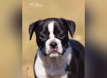 Continental Bulldog Welpen vom Zwieseltal