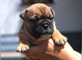 Continental Bulldog Welpen VDH/CBCD - The Loki Bull