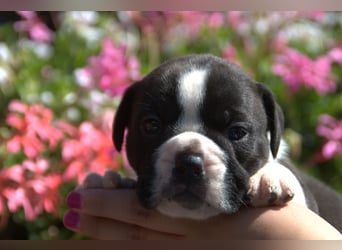 Continental Bulldog Welpen vom Zwieseltal