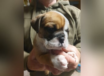 English Bulldog alternativ - Bulldogs vom Zwieseltal