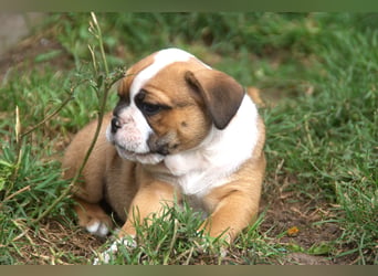 English Bulldog alternativ - Bulldogs vom Zwieseltal