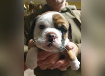 English Bulldog alternativ - Bulldogs vom Zwieseltal