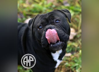 Continental Bulldog Welpen vom Zwieseltal