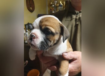English Bulldog alternativ - Bulldogs vom Zwieseltal