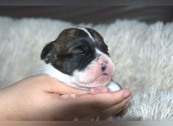 Bulldogs vom Zwieseltal