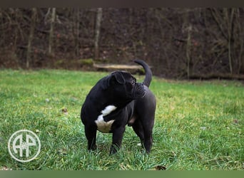 Continental Bulldog Welpen vom Zwieseltal