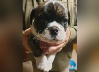 English Bulldog alternativ - Bulldogs vom Zwieseltal