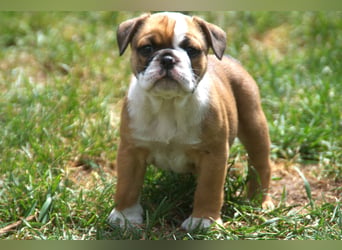 English Bulldog alternativ - Bulldogs vom Zwieseltal