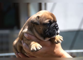 Continental Bulldog Welpen VDH/CBCD - The Loki Bull