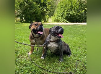 Continental Bulldog Welpen vom Zwieseltal
