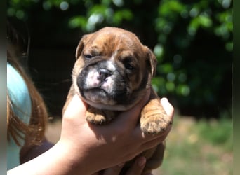 Continental Bulldog Welpen VDH/CBCD - The Loki Bull
