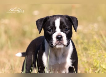 Continental Bulldog Welpen vom Zwieseltal