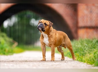 Continental Bulldog Welpen VDH/CBCD - The Loki Bull