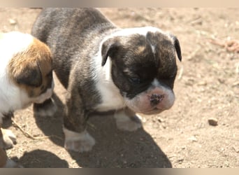 English Bulldog alternativ - Bulldogs vom Zwieseltal