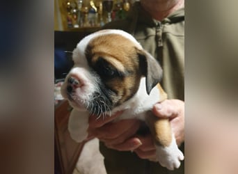 English Bulldog alternativ - Bulldogs vom Zwieseltal
