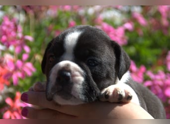 Continental Bulldog Welpen vom Zwieseltal
