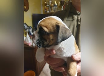 English Bulldog alternativ - Bulldogs vom Zwieseltal