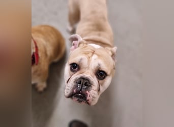 Hope sucht ihr Für immer Zuhause