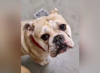 Hope sucht ihr Für immer Zuhause