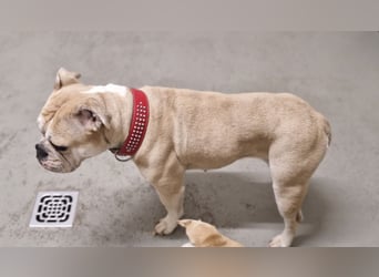 Hope sucht ihr Für immer Zuhause