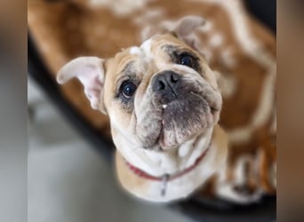 Heaven sucht ihr Für immer Zuhause