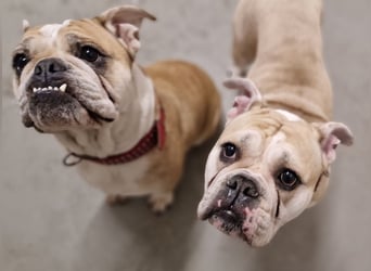 Hope sucht ihr Für immer Zuhause