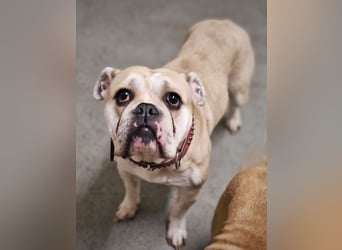 Hope sucht ihr Für immer Zuhause