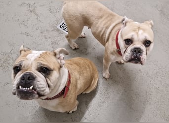 Hope sucht ihr Für immer Zuhause