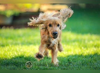 Donn, aufgeschlossener Cocker Spaniel sucht sein Für-Immer-Zuhause