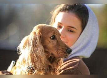 Donn, aufgeschlossener Cocker Spaniel sucht sein Für-Immer-Zuhause