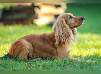 Donn, aufgeschlossener Cocker Spaniel sucht sein Für-Immer-Zuhause