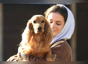 Donn, aufgeschlossener Cocker Spaniel sucht sein Für-Immer-Zuhause